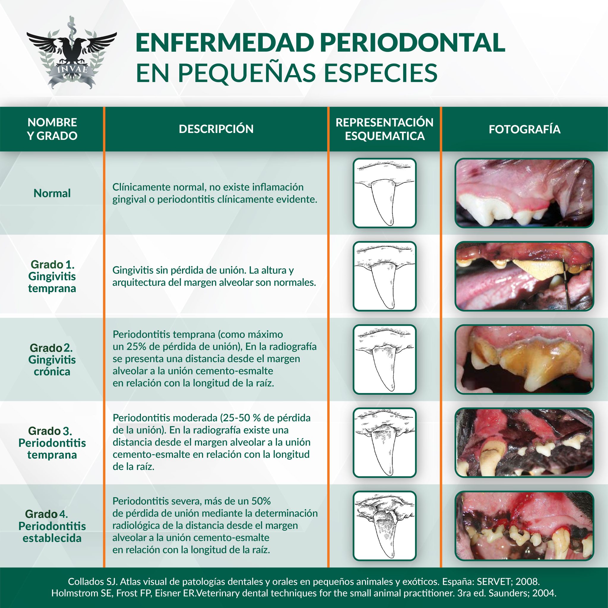 enfermedad-periodontal-en-perros-qu-es-la-enfermedad-periodontal-en