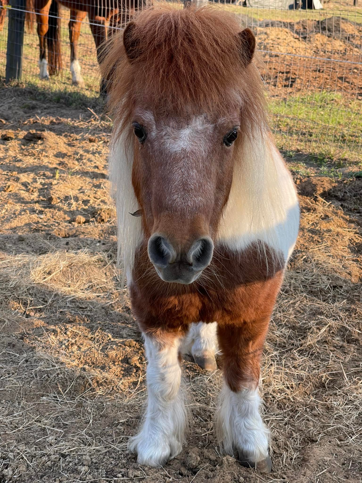 Mini Moo Ranch - Our ”Mini” star of the day. Meet Peanut... | Facebook
