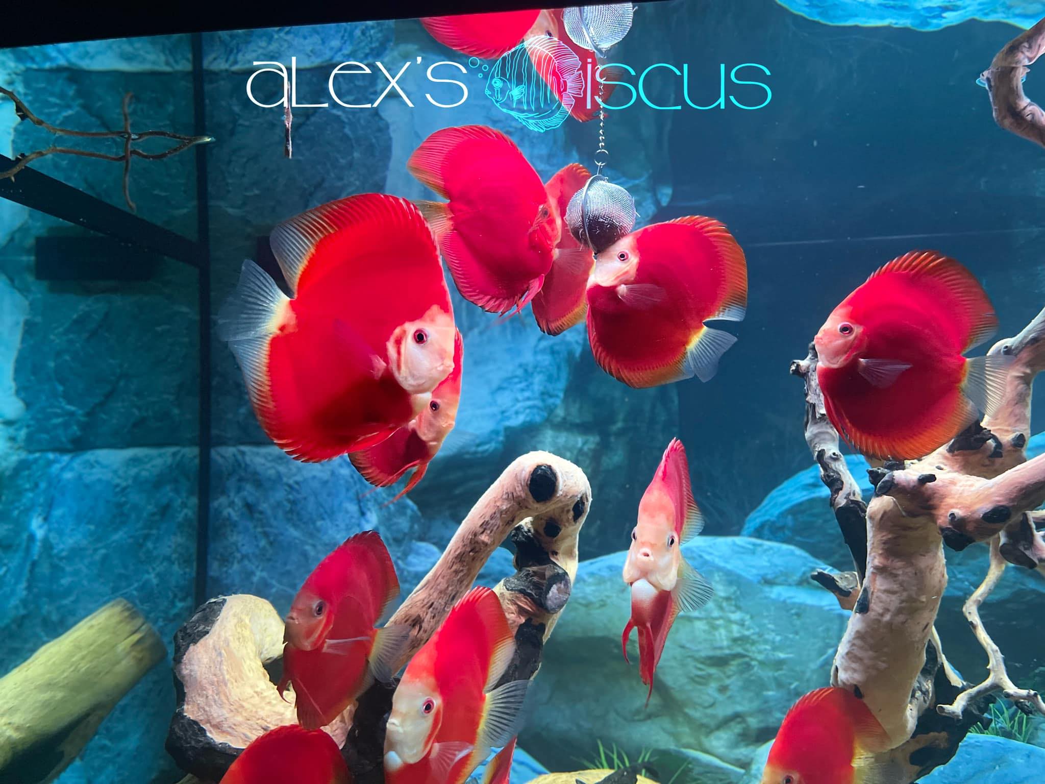 Alex’s Fish Cung Cấp Cá Dĩa - Pleco - Altum SG
