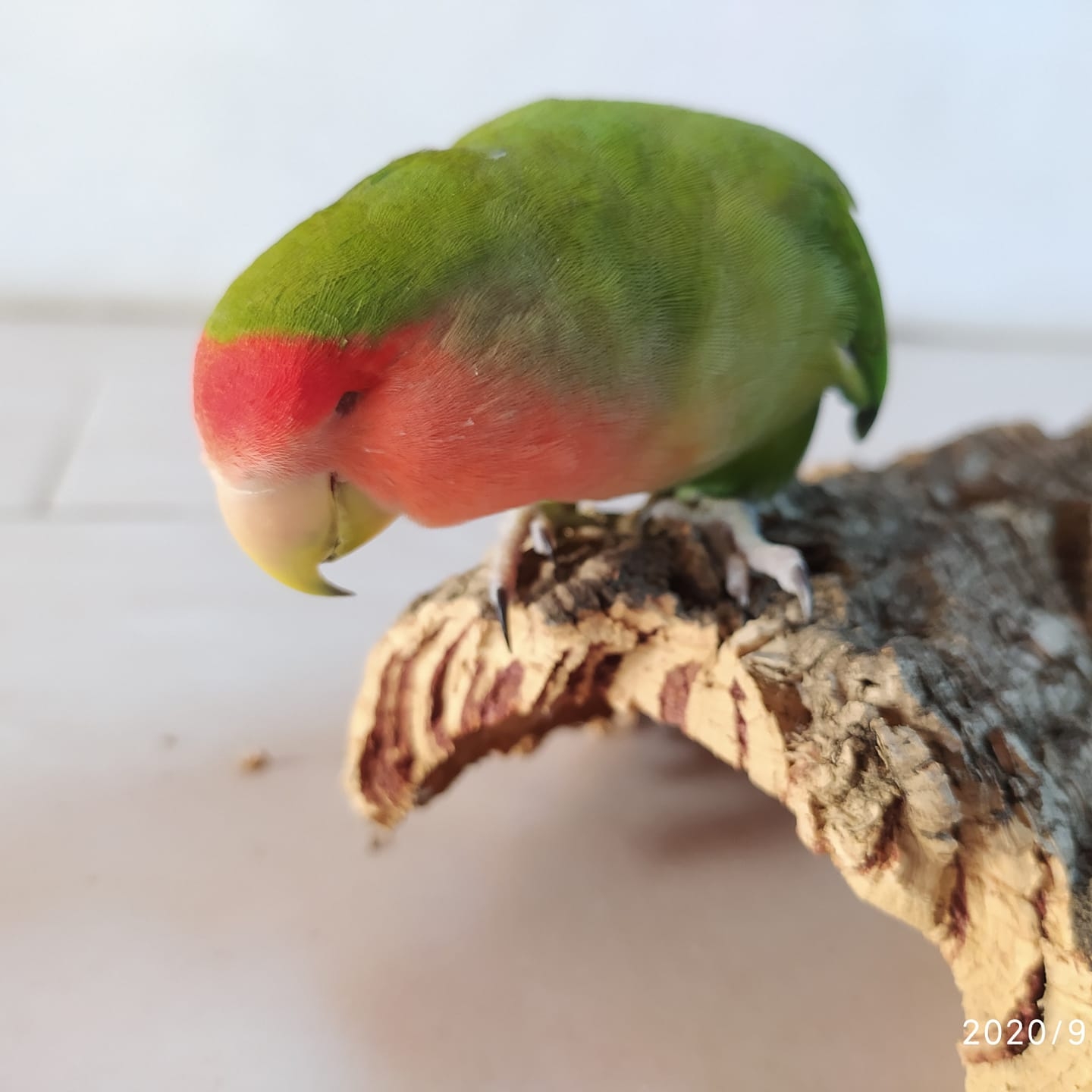 Cuando llega la hora de dormir ️. Feli va a su taparo😍 | Agapornis Feli
