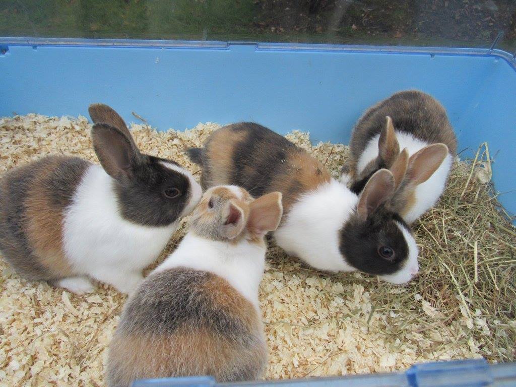 Tri-Coloured Rabbits