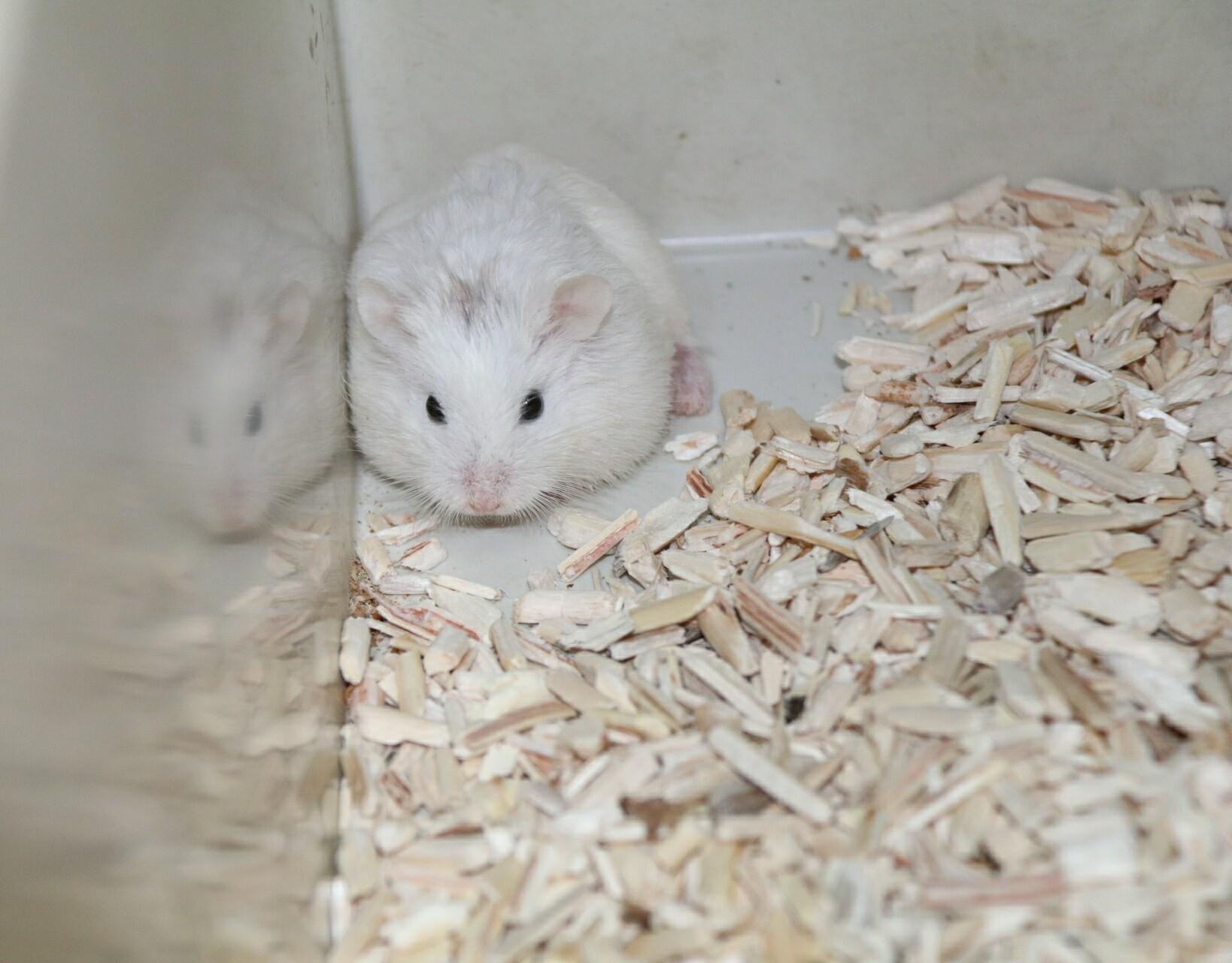 Hamster Farm Phatchaburi added... - Hamster Farm Phatchaburi