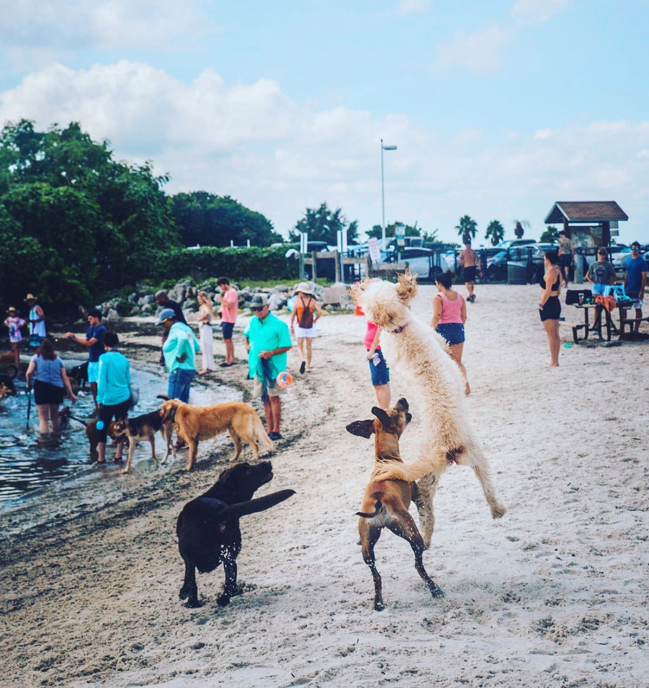 Fetch Social | Tampa FL