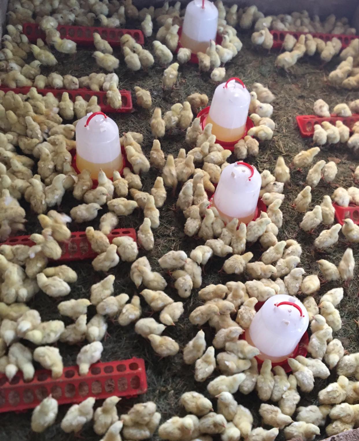 Kadoma Poultry Farm