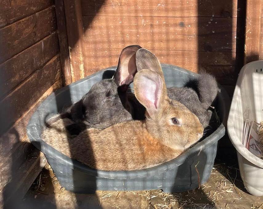 Happy Sunny Saturday! Here are Hagrid and Goliath, two of our beautiful ...