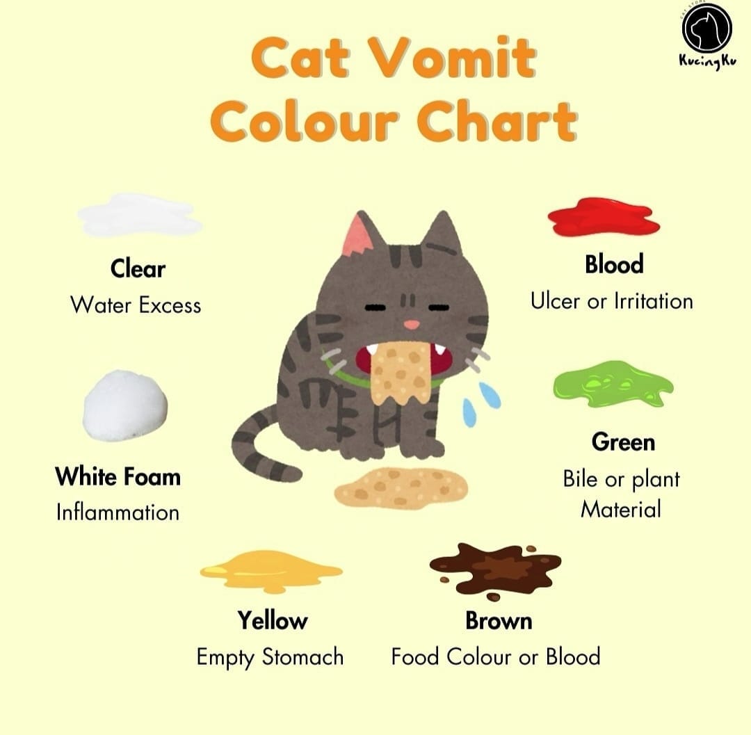 😻CONOCE EL SIGNIFICADO DEL... - Asociación Felinos Axarquía