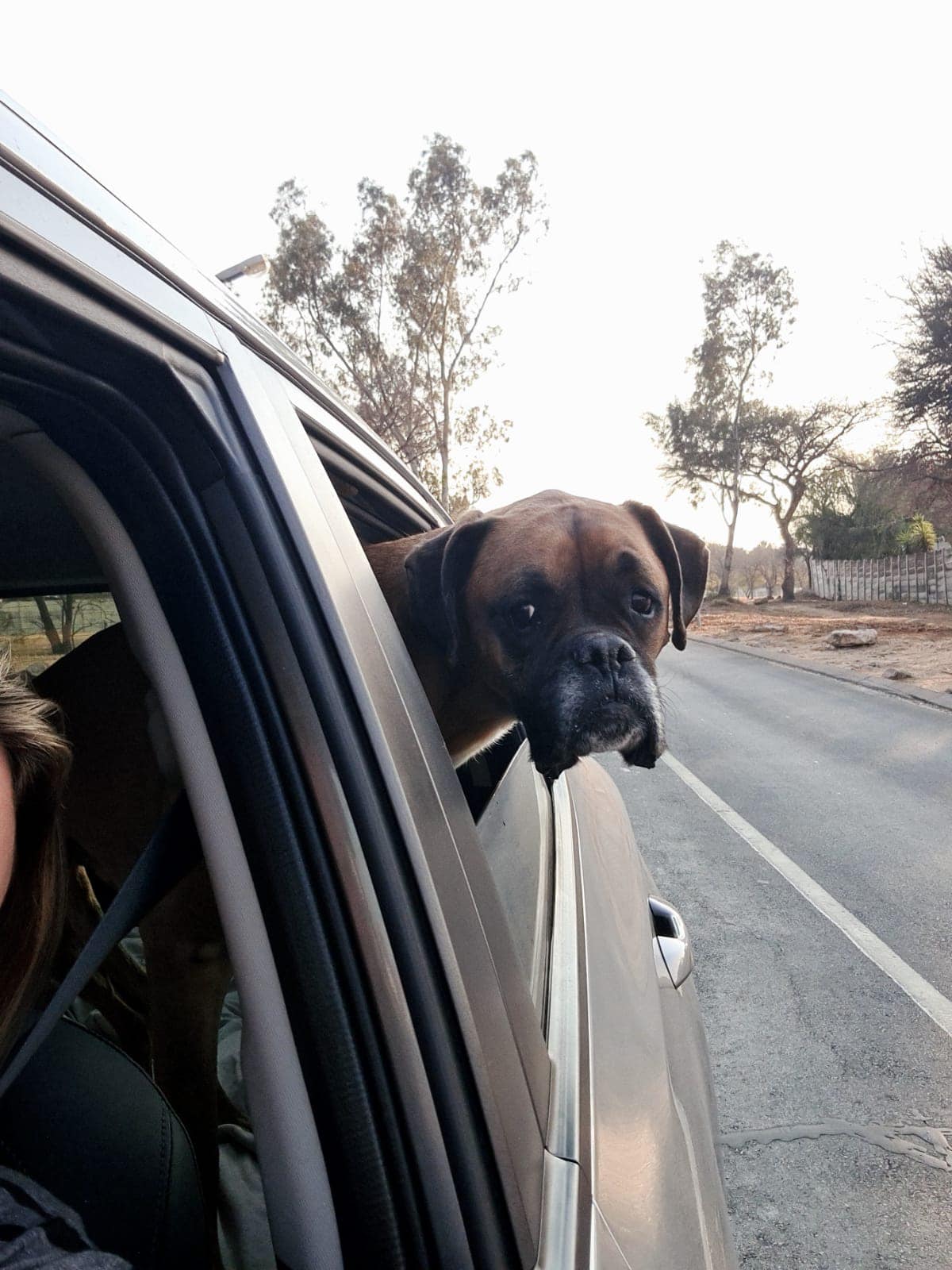 Some more pics of Apollo -... - Boxer Rescue South Africa