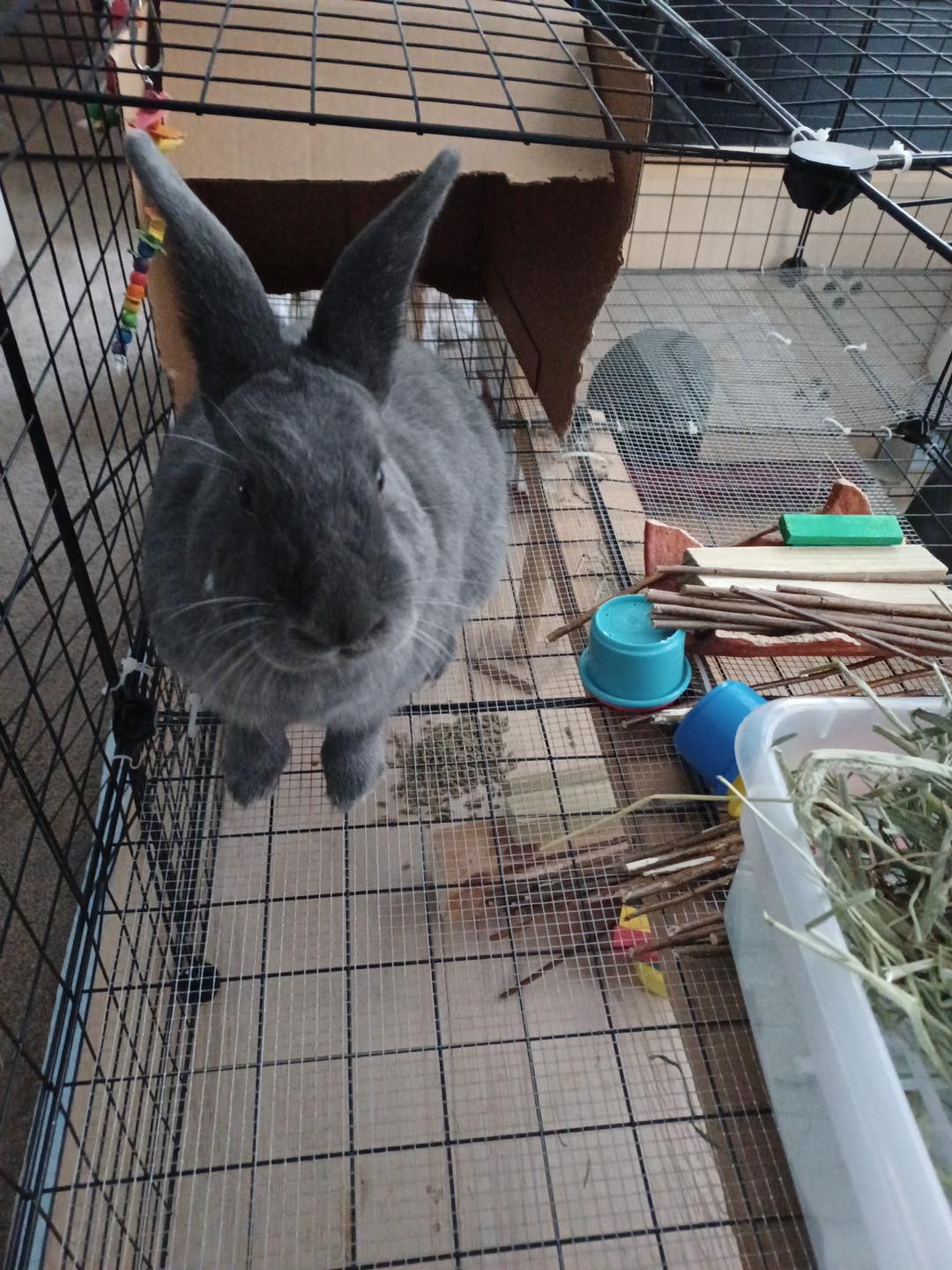 This is Rockey. Rockey is... - Rabbit Angels Rabbit Rescue | Facebook