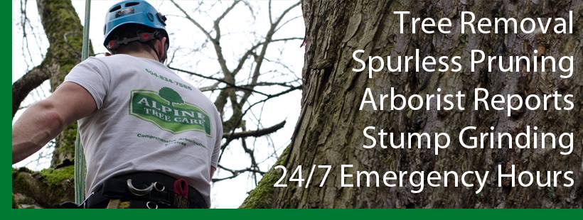 Alpine Tree Care | Richmond BC