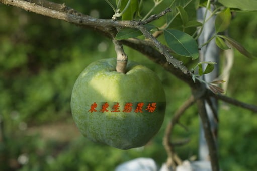 東東生態農場-白柿、黃金果、黑柿等果樹世界-World of White sapote Abiu Black sapote and ...