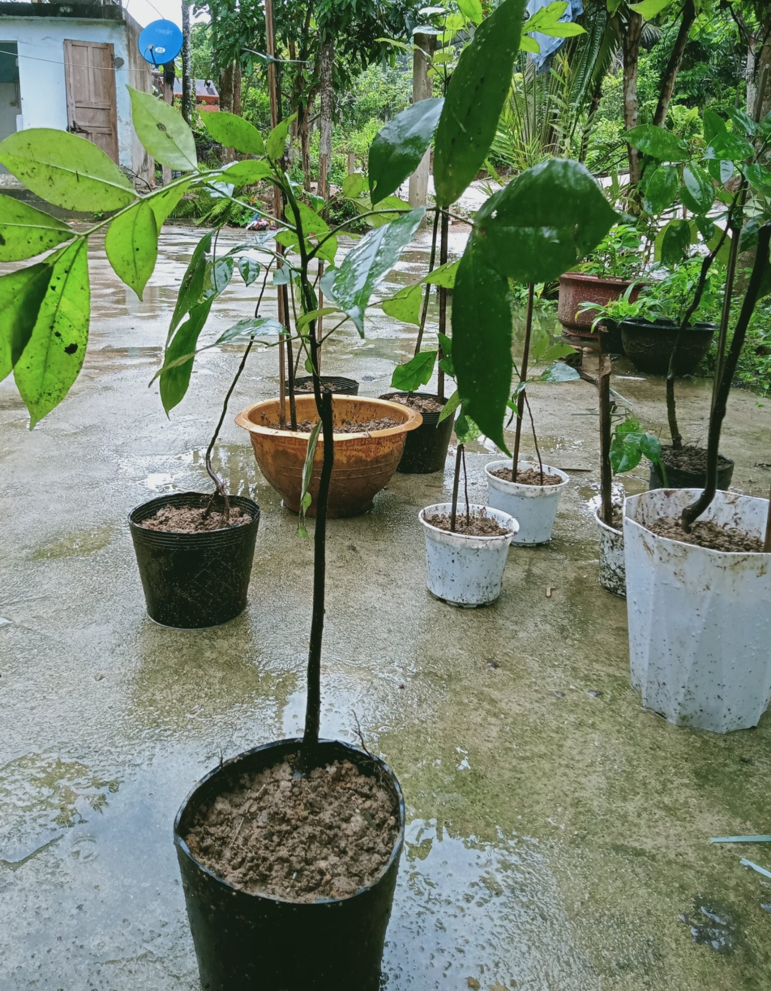 Cây rang rây( cách gọi của... - Muối ớt tiêu rừng rang rây | Facebook