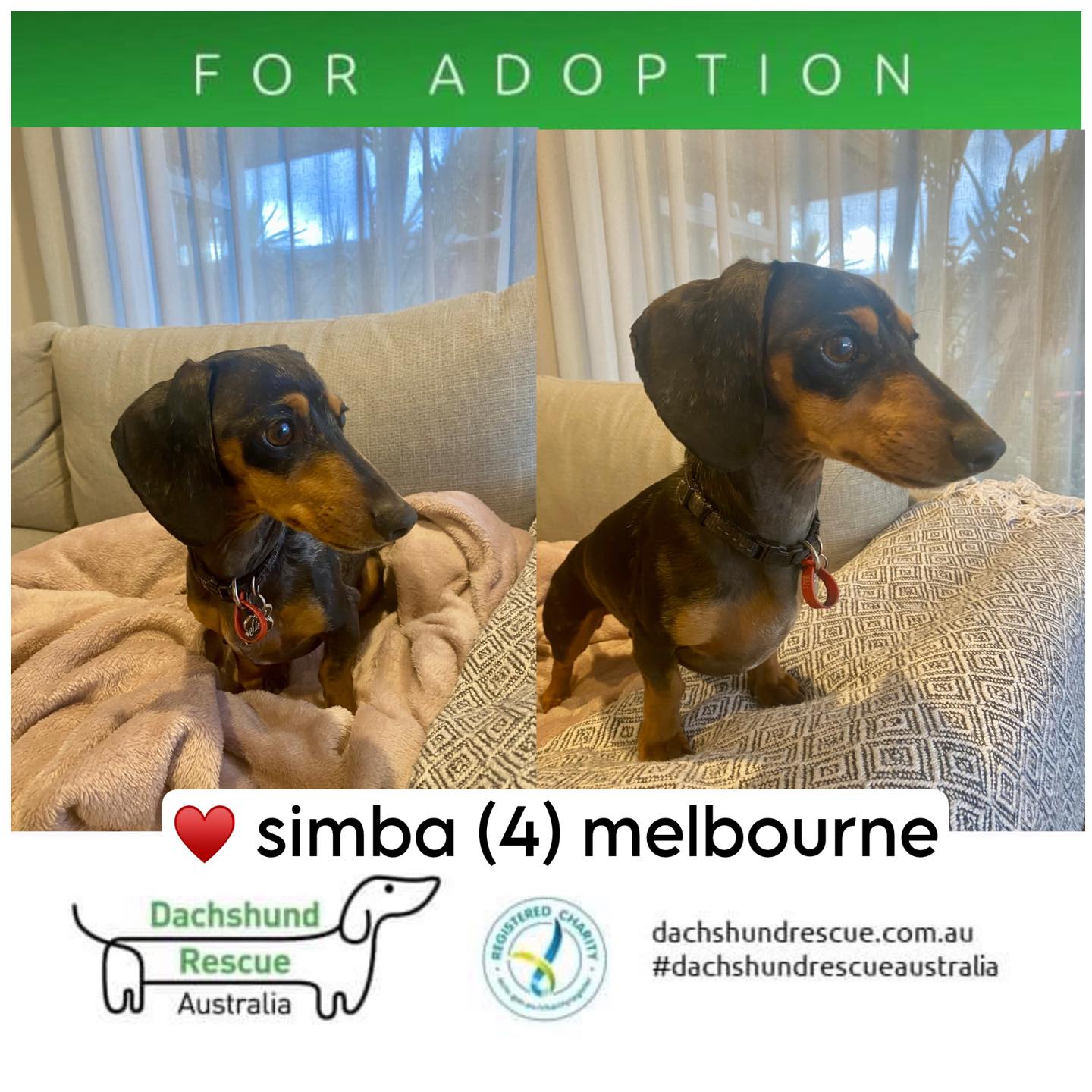 Dachshund - 🫶♥️ https://dachshundrescue.com.au/dogs/simba-4-5-lower ...