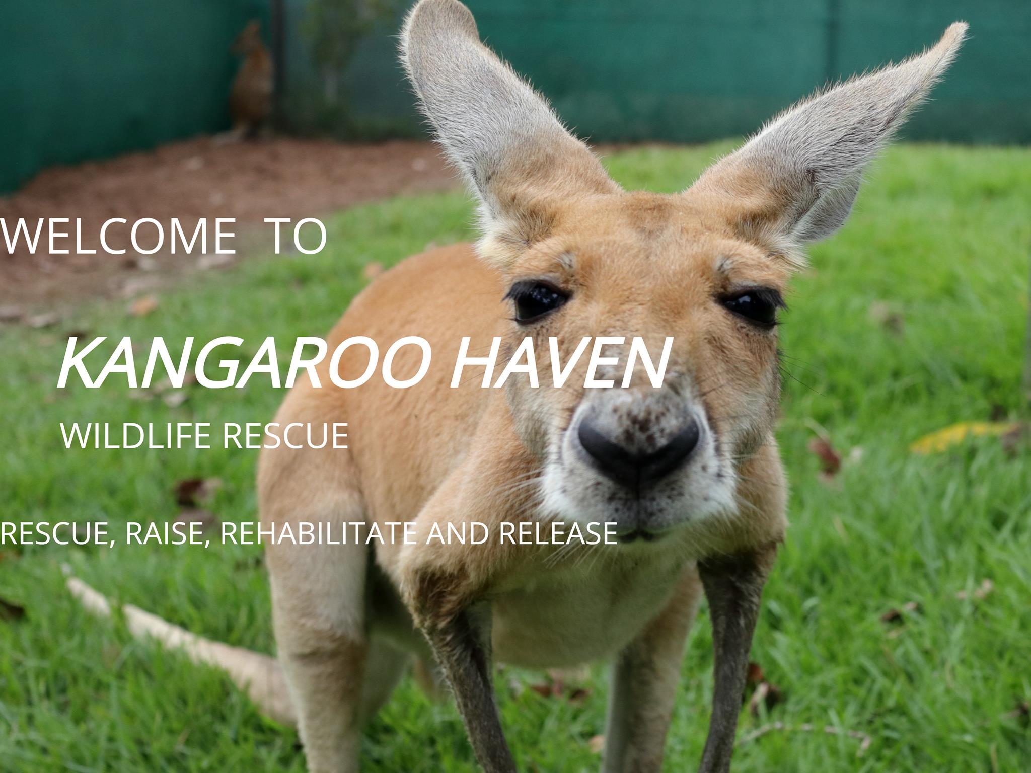 Native Animal Rescue:... - Native Animal Rescue: Broome