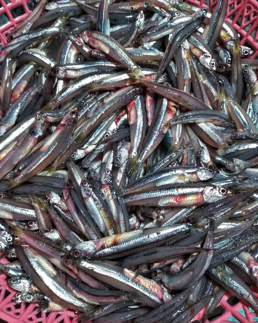 KILO FISH | Lipa City