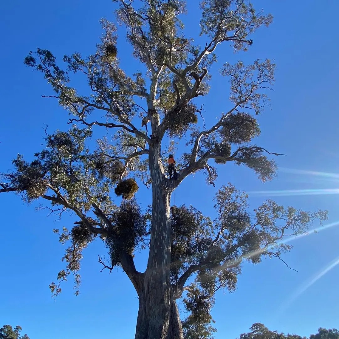 A E Tree Care | Castlemaine VIC