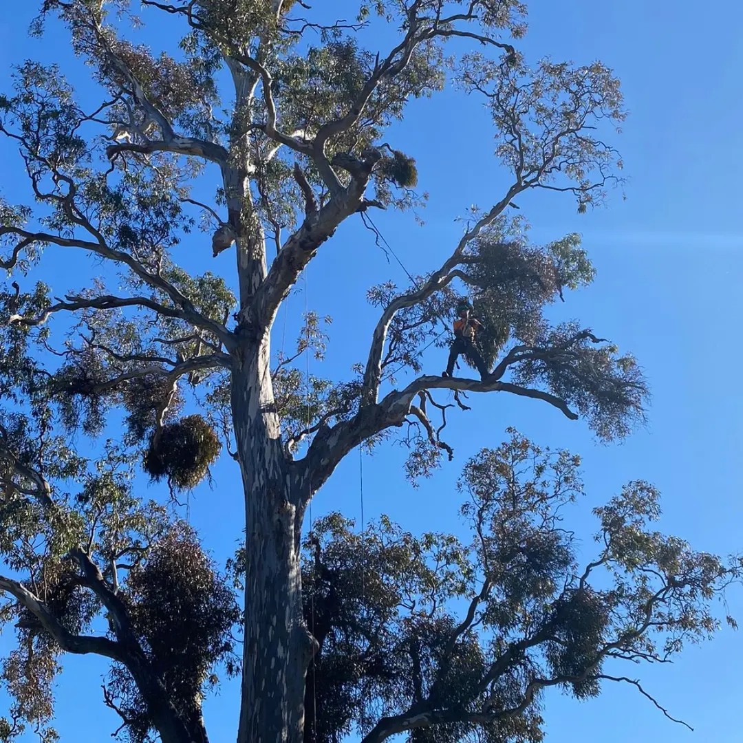 A E Tree Care | Castlemaine VIC
