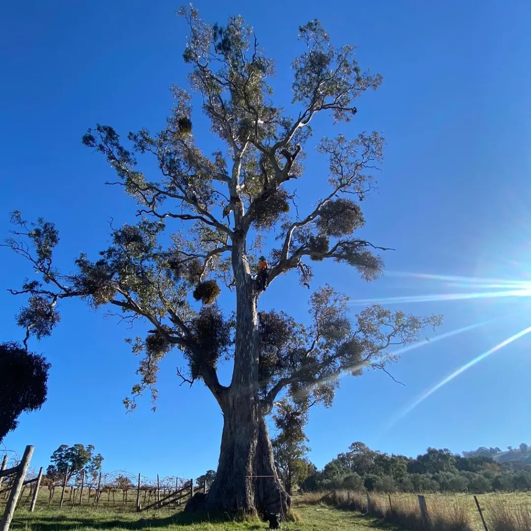 A E Tree Care | Castlemaine VIC