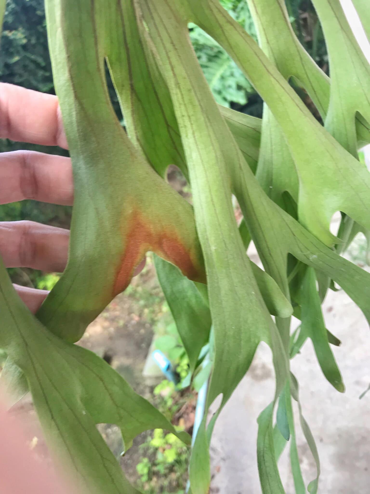 P. Charles Alford (wandae x ridleyi) 2,200THB