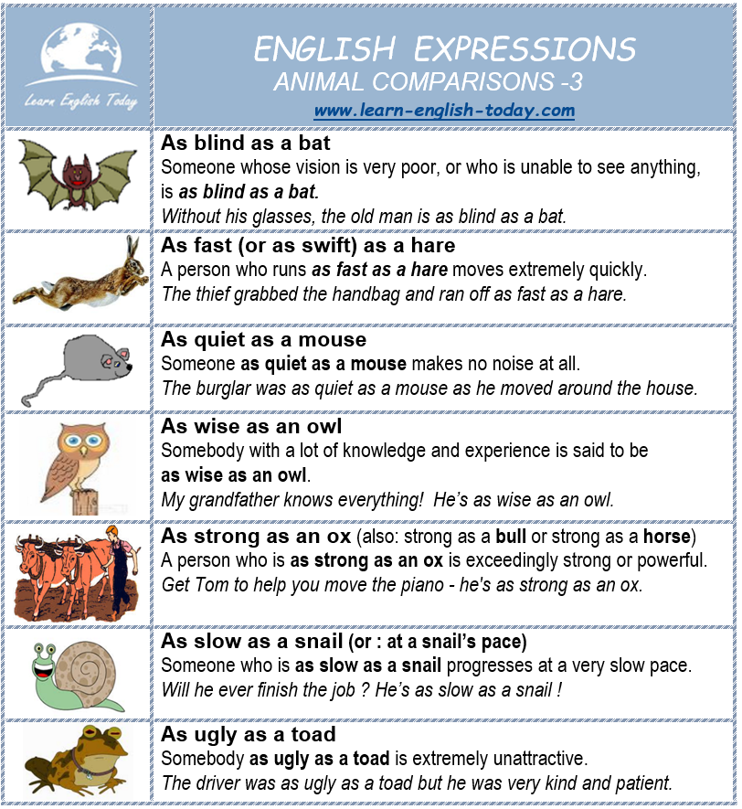 ANIMAL COMPARISONS (SIMILES)... - Learn English Today.com | Facebook