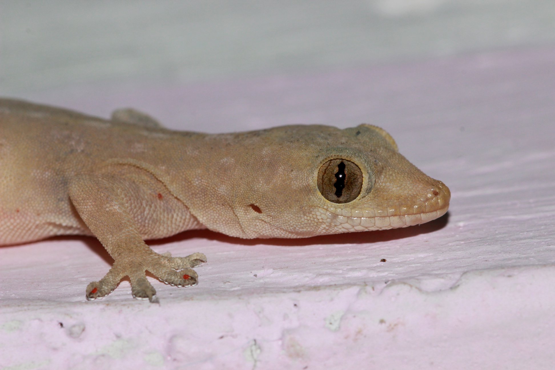 We're moving into the finale of our invasive species list, when we ...