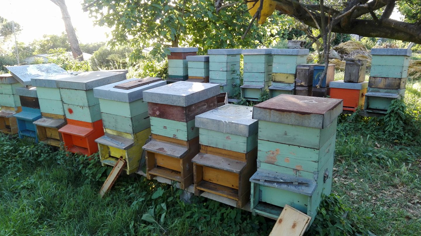 La Casina delle Api di Sabina Carotenuto