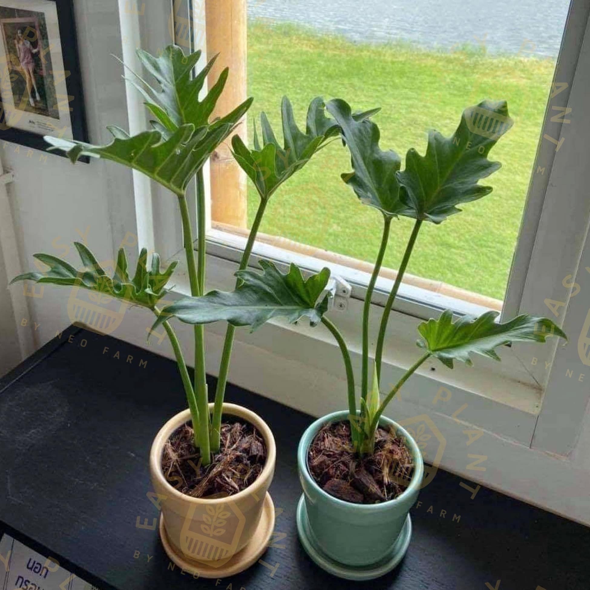 Easy Plant by NEO farm