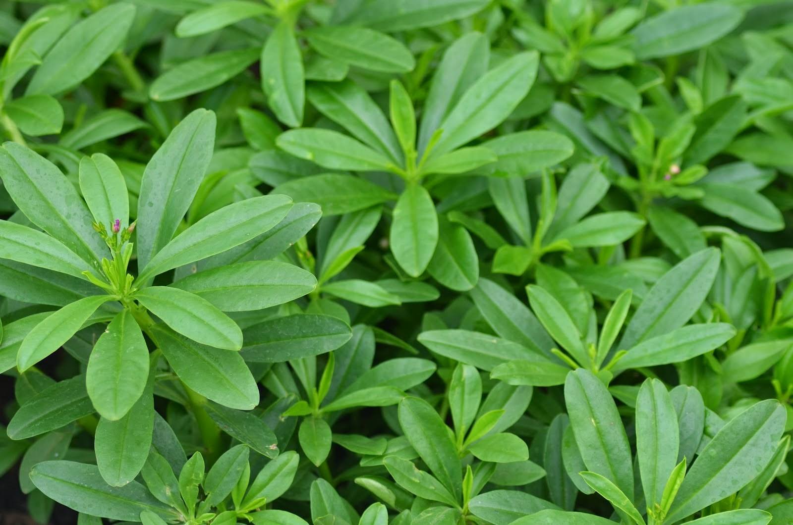 Tumbuhan Herba Orang Kampung Nama Herba Ginseng Jawa Nama Lain Som Jawa Akar Som Kolesom Nama Botani Talinum Crassifolium Willd Pengenalan Tumbuhan Semusim Yang Berasal Dari Amerika