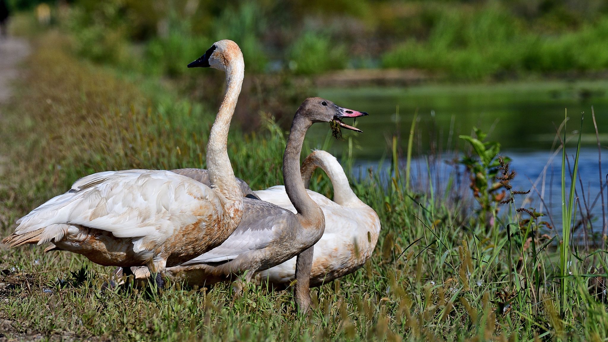 Finally captured a photo of Seven Swans a Swimming in the backyard