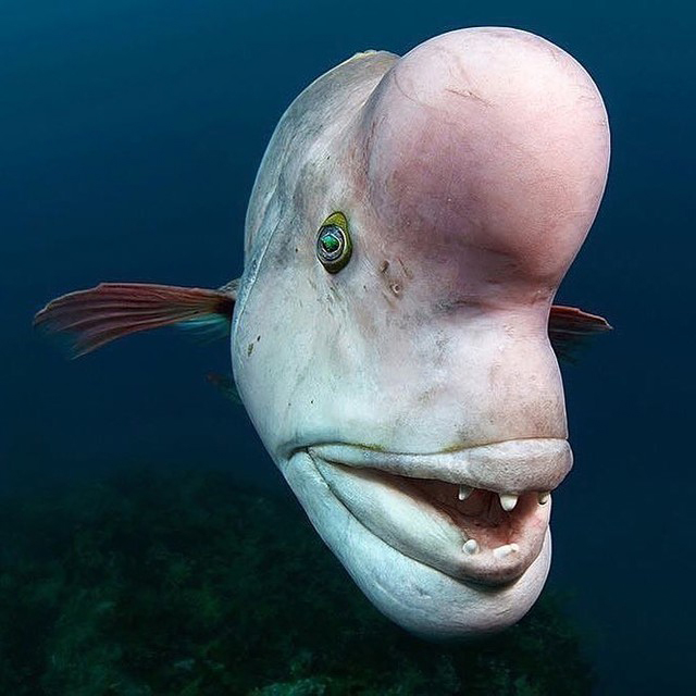 日本のベラ大図鑑 Wrasses in Japan 日本のベラ大図鑑 | ベラ&ブダイ