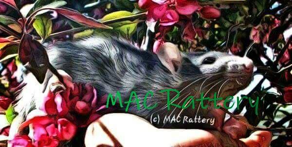MAC Rattery