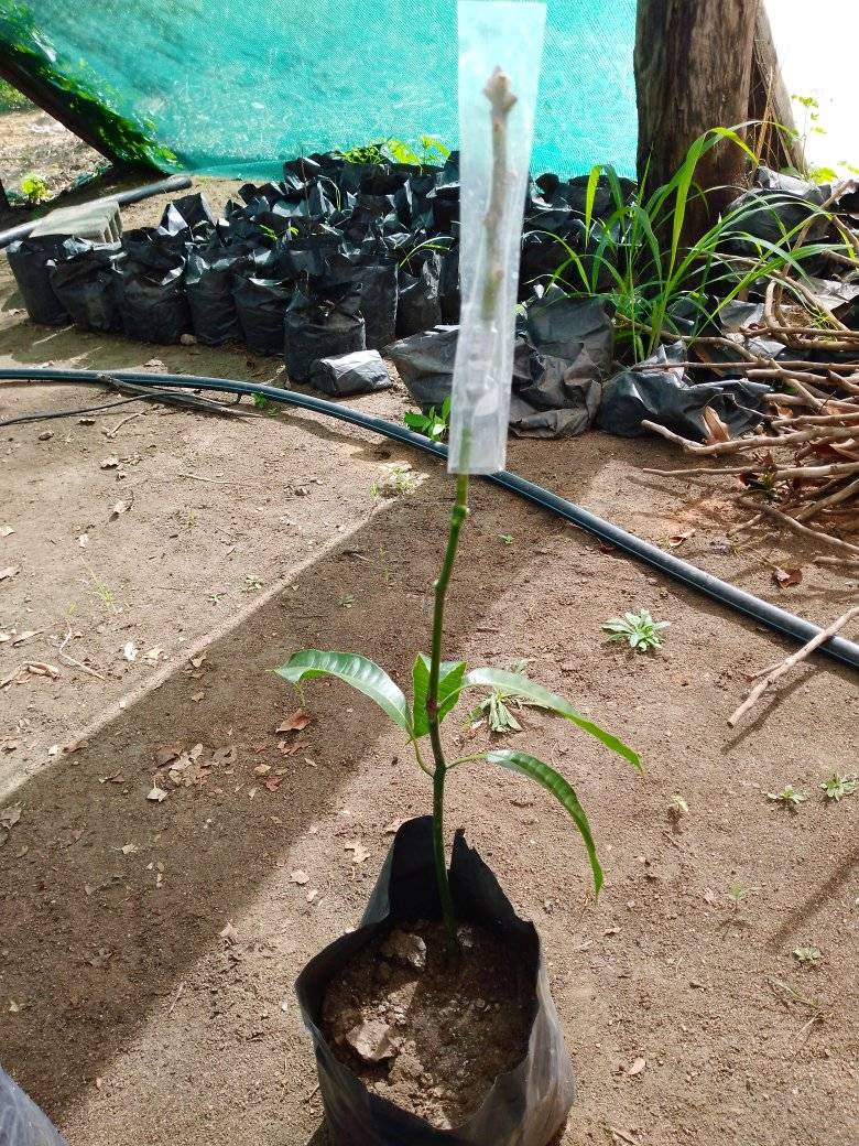 Sethe Agrário | Maputo