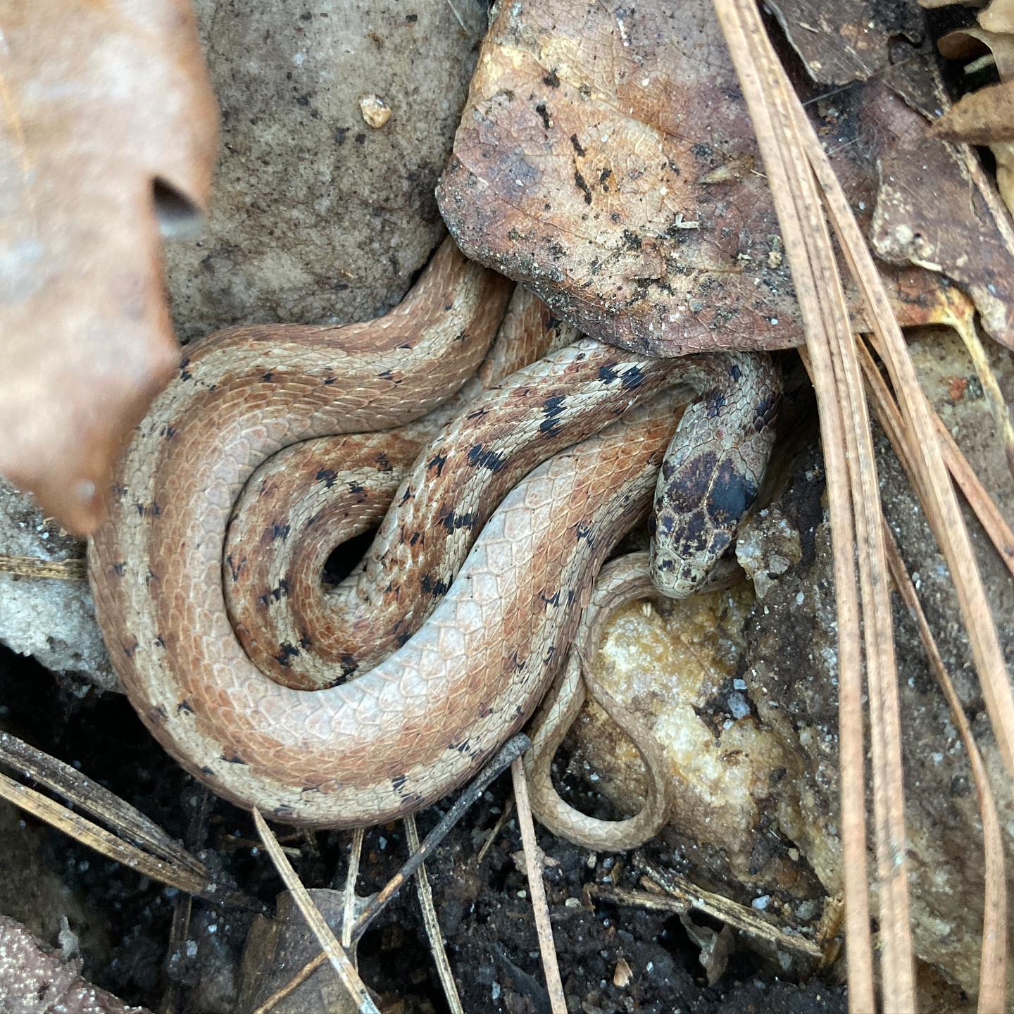 Oops sorry little snake.... - W. Gordon Belser Arboretum | Facebook