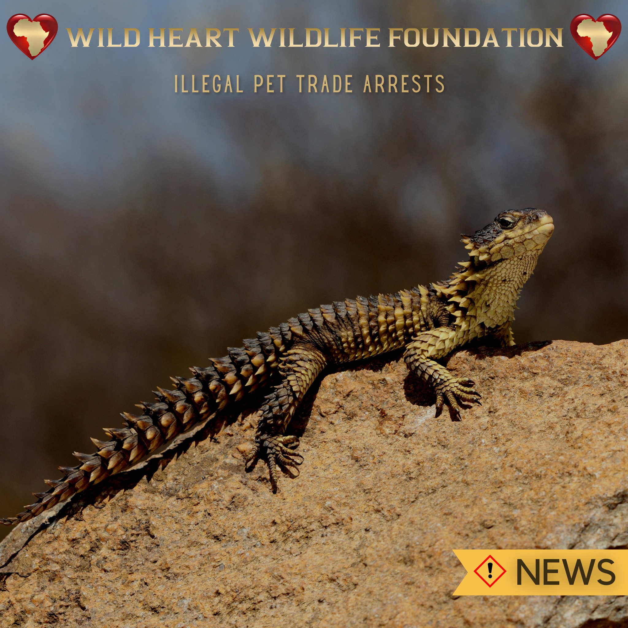 Wild Heart Wildlife Foundation - #WHWF Note: [The illegal pet trade is ...