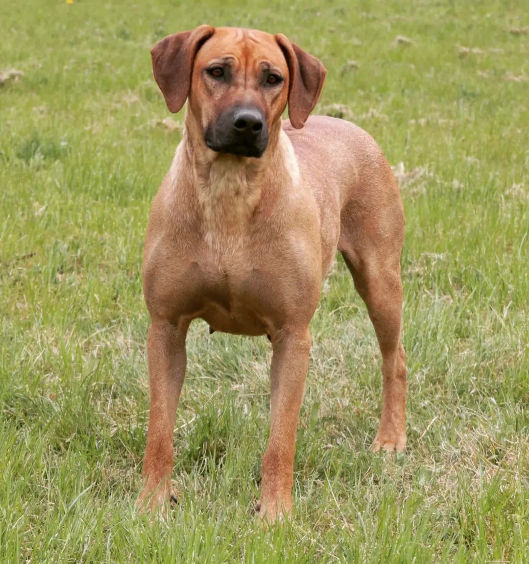 ️💛 ZANARDI'S ZAMBIA 💛 ️... - Zanardi's Rhodesian Ridgeback