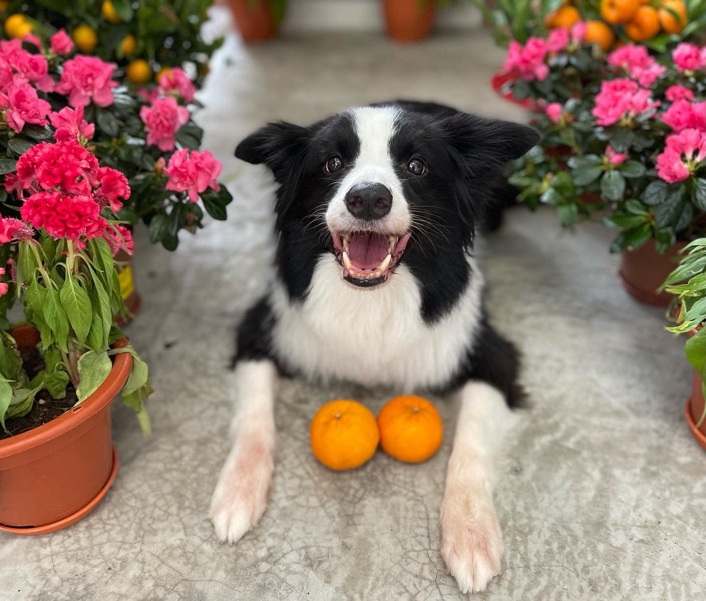 CNY Day 2 ( 2 Feb 2022 ) — Finn with the CNY flowers. ( taken with 
