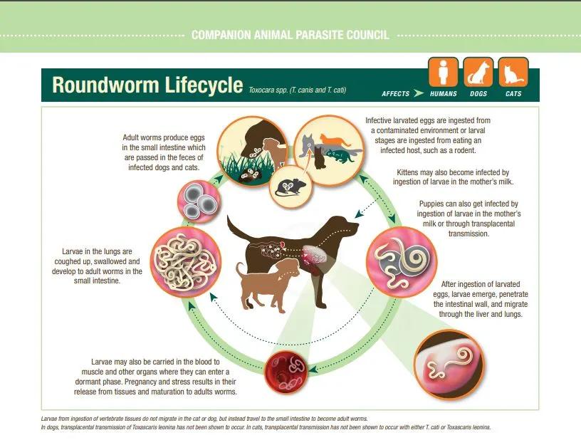 Roundworm Life Cycle