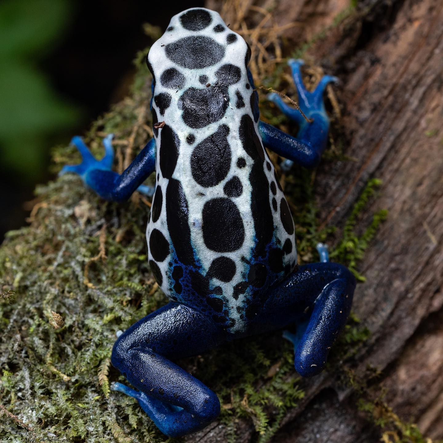 Lovely blue hues! 💙 Dendrobates tinctorius 
