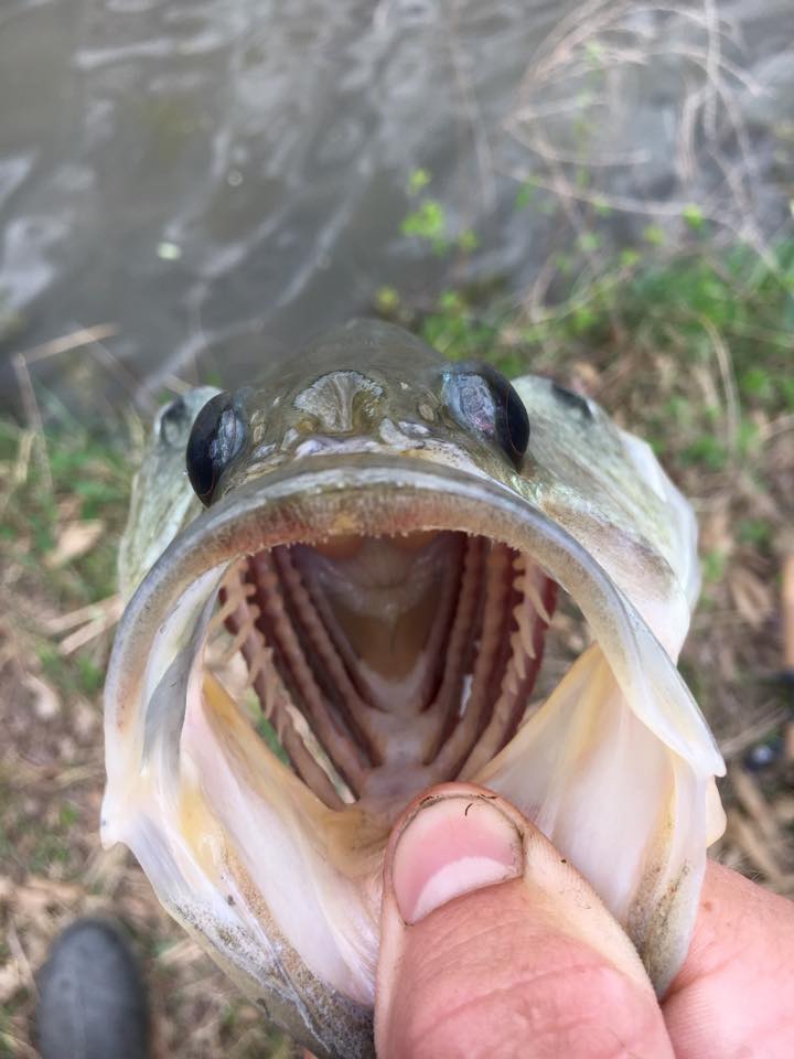 Woody's Lip Rippers | St. Charles MO
