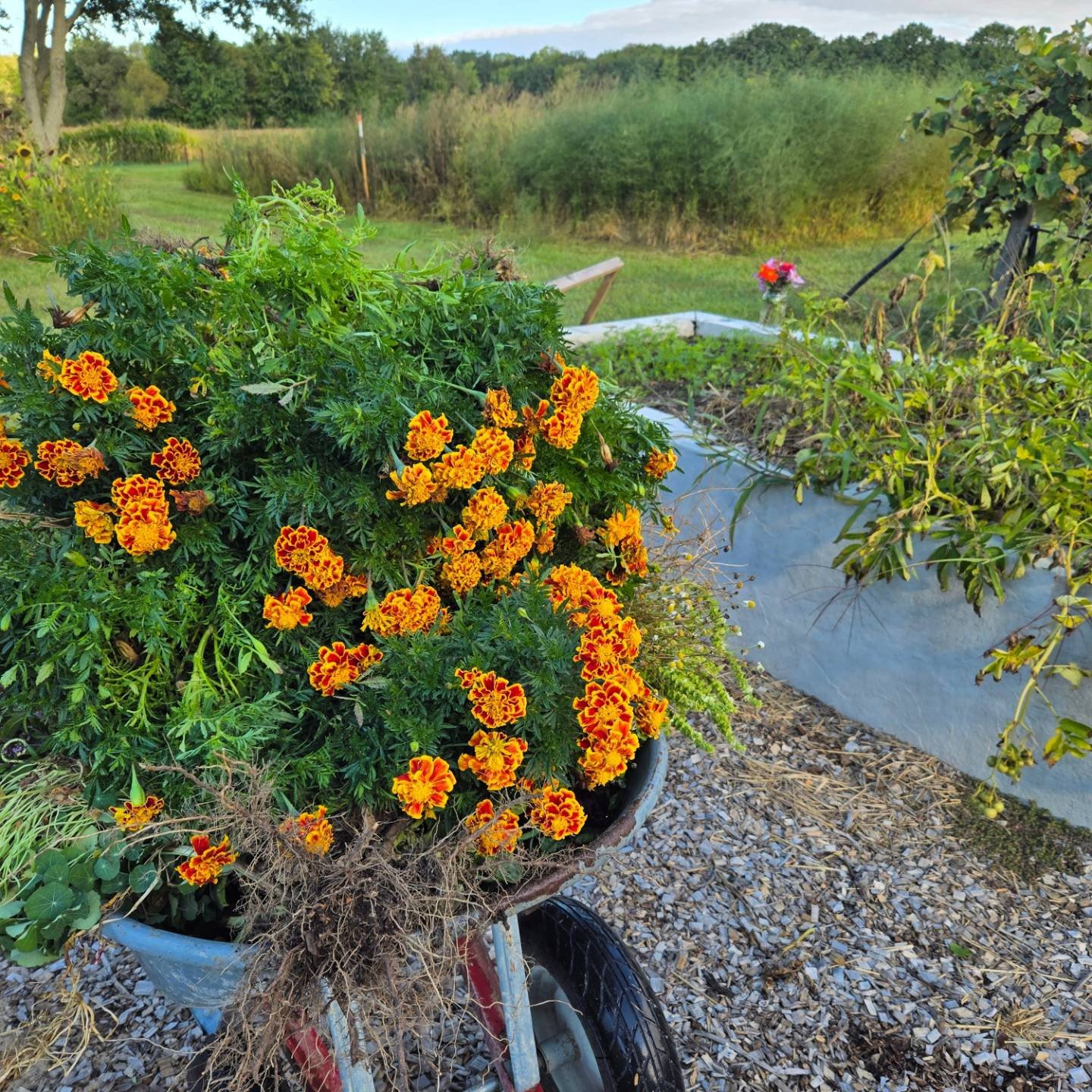 Meadow Roots Farm | Byron Center MI