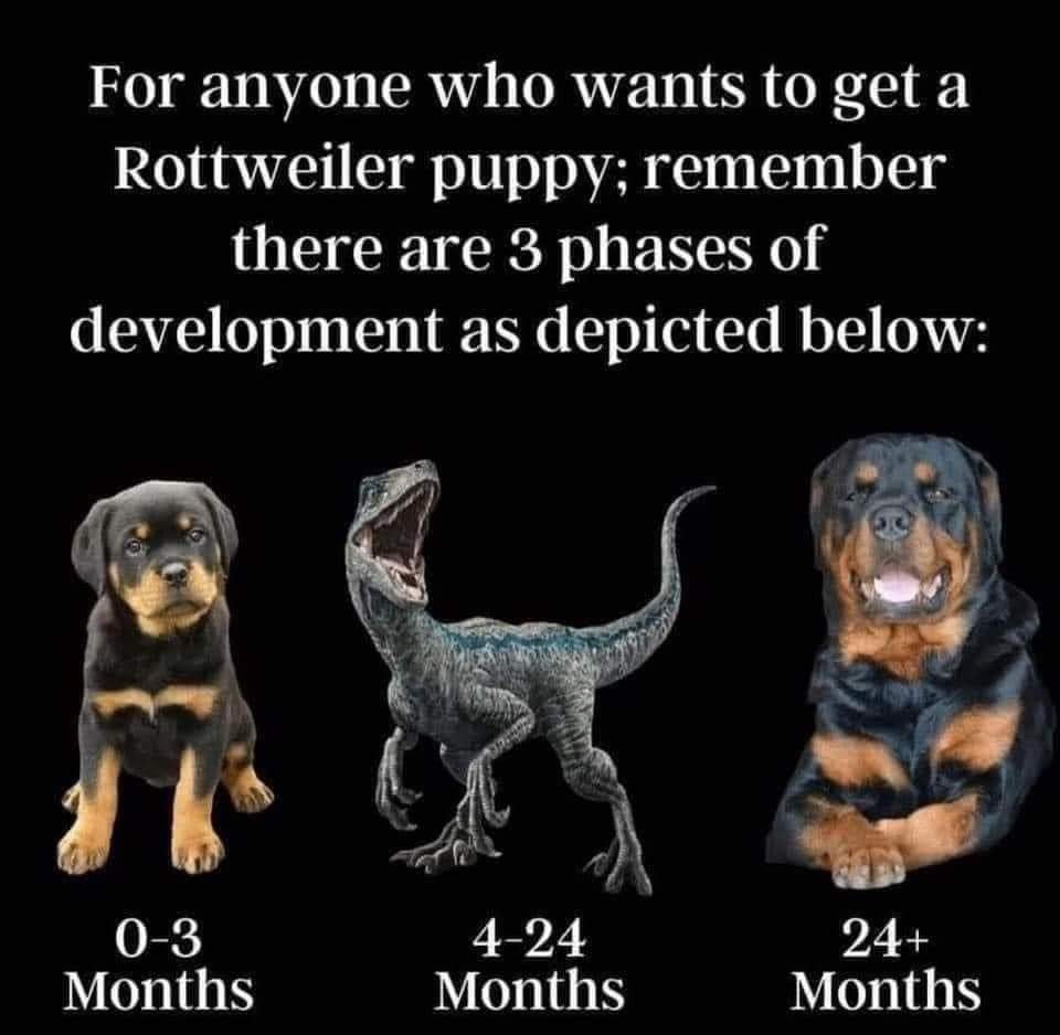 Iron Panzer Rottweilers