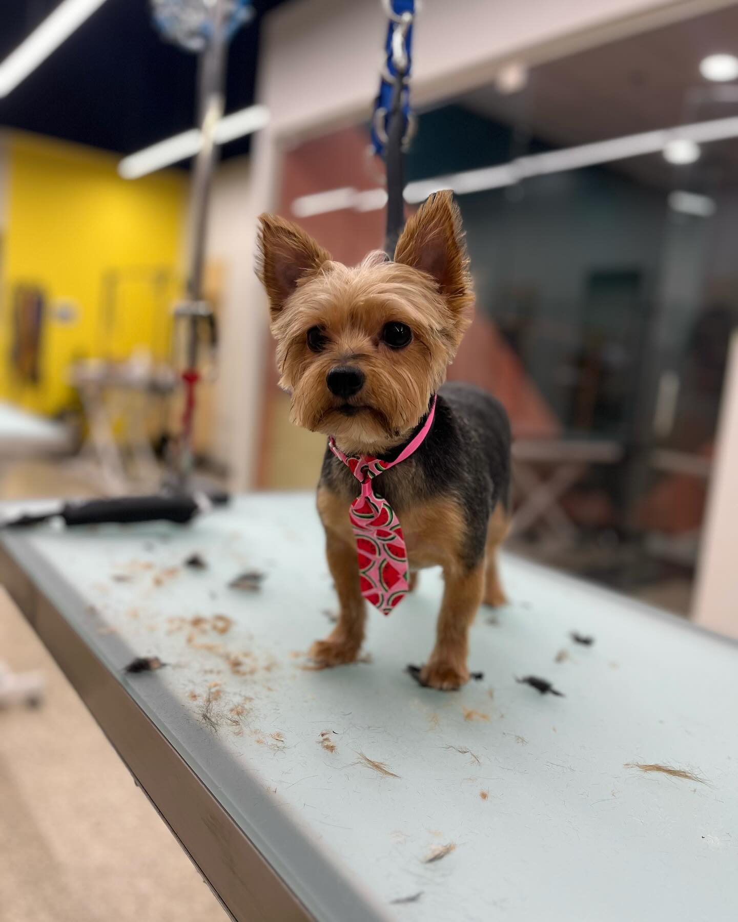 Well Groomed Pets McAllen, Texas