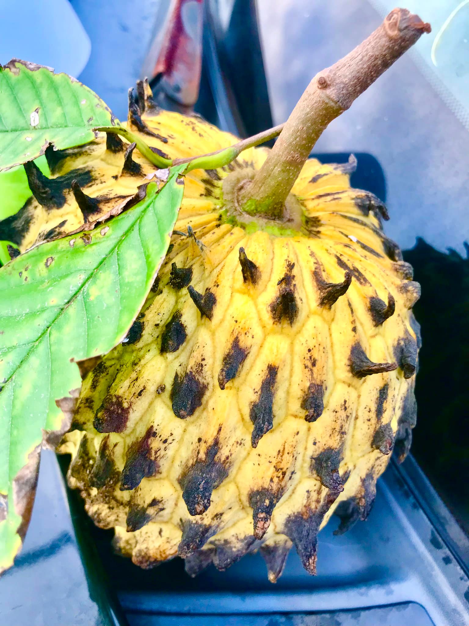 Aloha! Wondering what this is? Mahalo!
