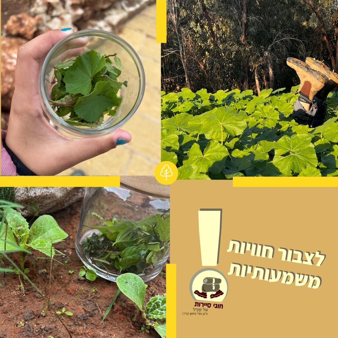 חוגי סיירות של קק