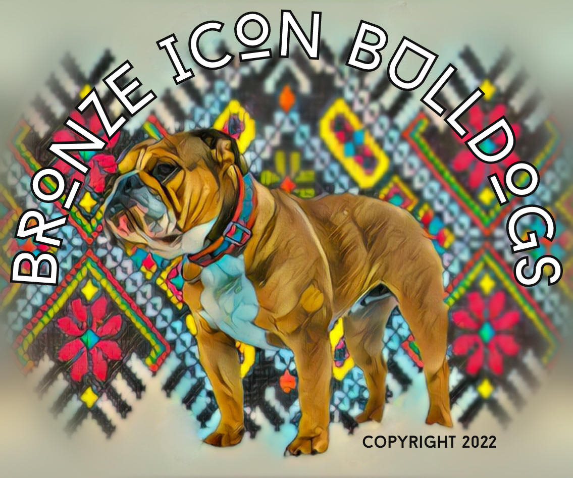 This... - Spoiled Rotten Bulldogs - English bulldog breeder | Facebook