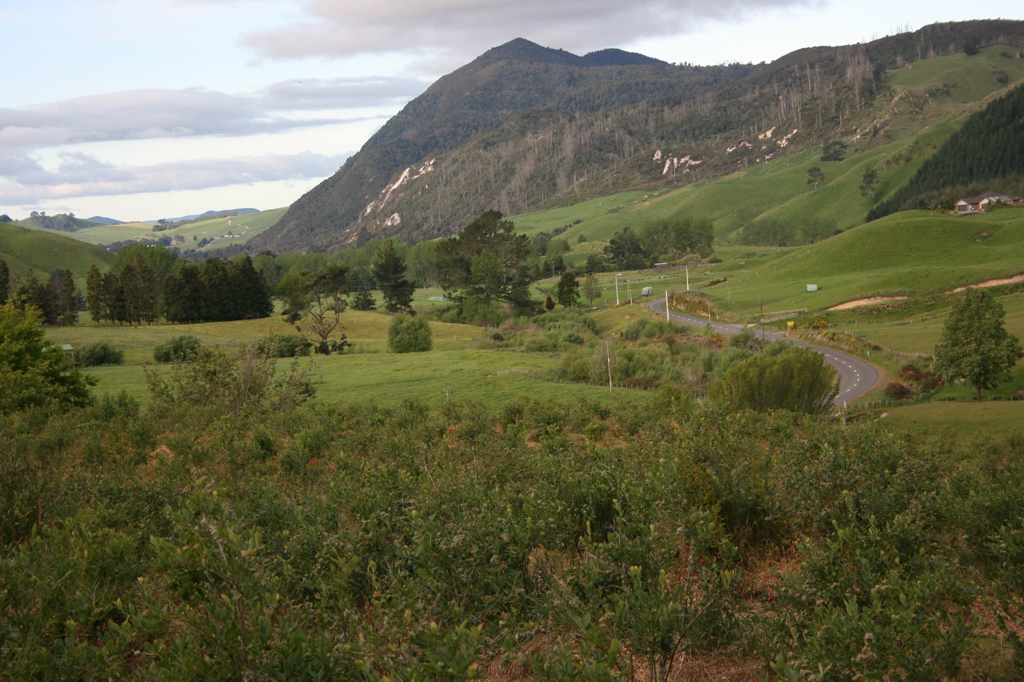 Te Kopia Farm Blueberries | Rotorua