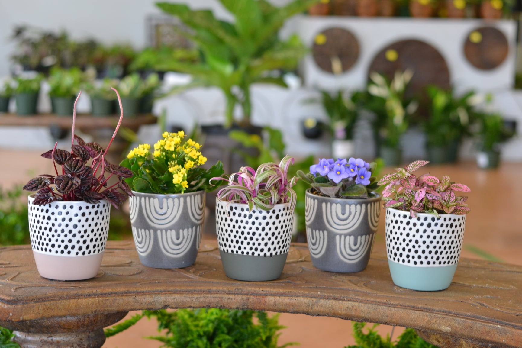 Choosing plants over pots for their colors and textures