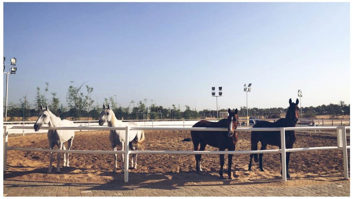 Al - Where it all started ... 💖🐴 #Mashalla #poniesofinstagram # ...