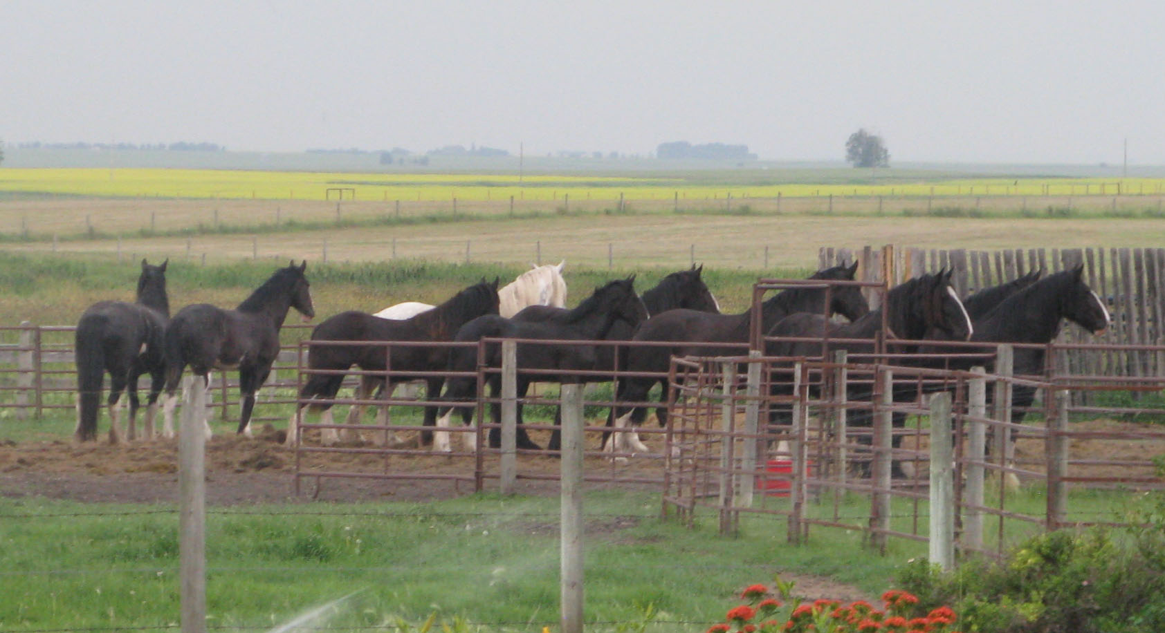 Gentle Giant Ranch - Shire Horses | Lacombe AB