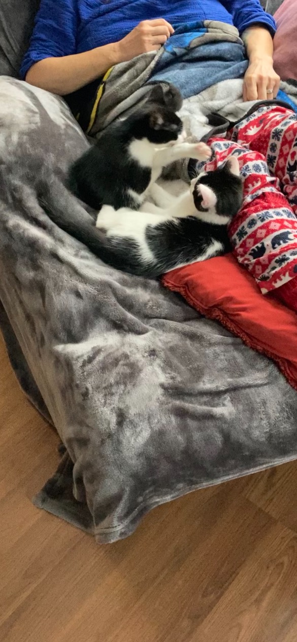Our Salmon Sisters -... - Cats of Salt Spring Rescue Society