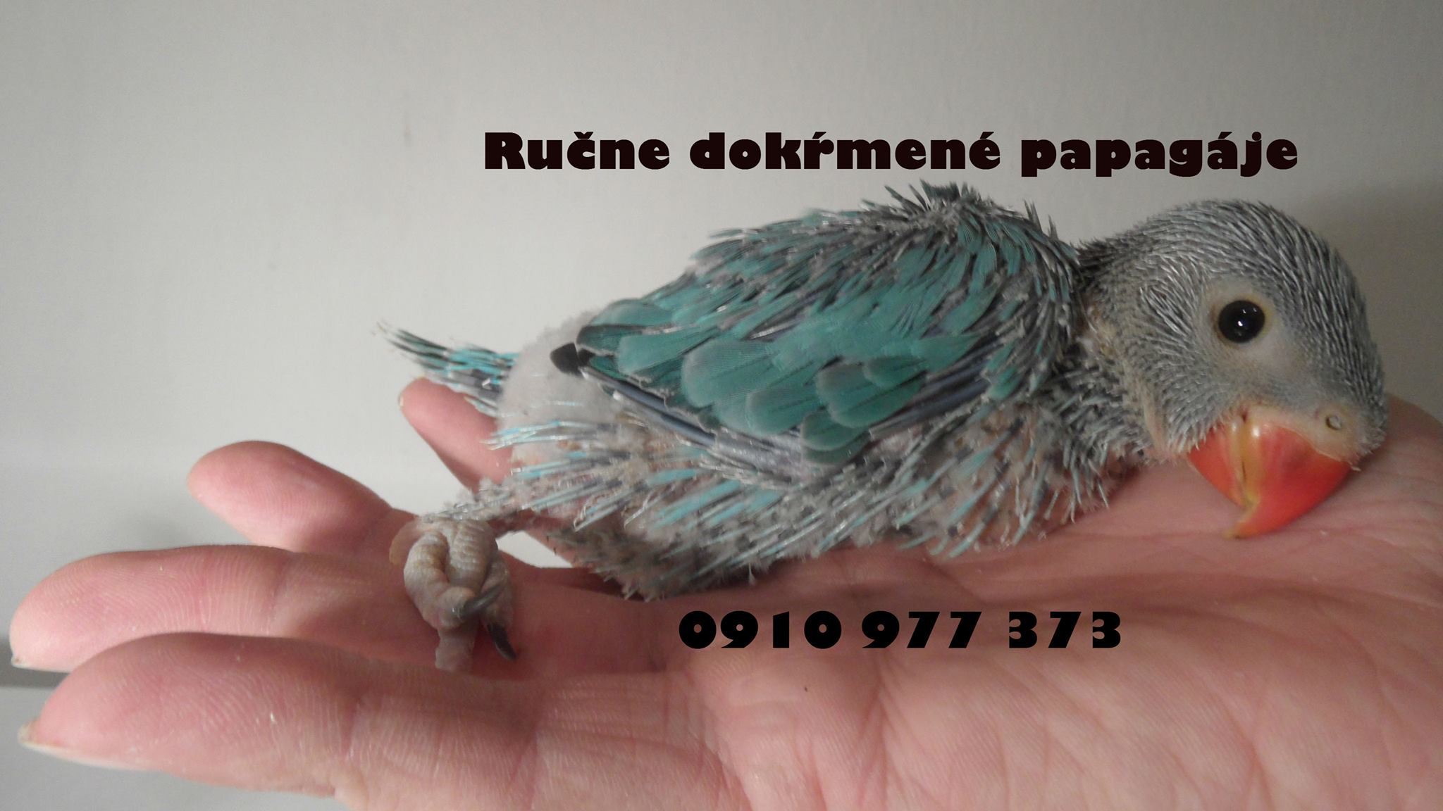 ru-ne-dok-men-papag-je
